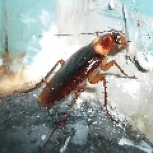kakerlakenradio أونلاين