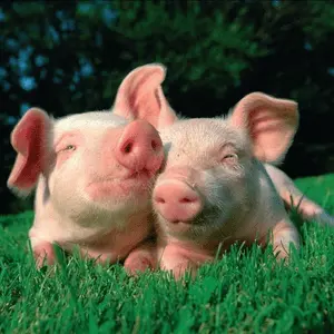 schlagerschweinchen أونلاين
