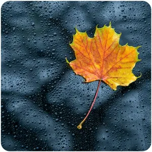 NATURE راديو RAIN إف إم